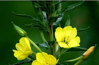 Evening primrose oil's functions and refinement method