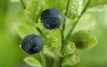 Bilberry extract benefits and uses